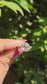 The Shristi Ring