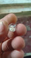 Cushion - Brilliant Cut Moissanite Loose Stone